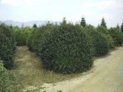 Camelia (Camellia Sasanqua) 15 Camelia (Camellia Sasanqua) -Groene Boom Winkel 057camelliasasanquabol 45 9