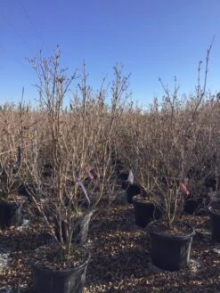 Kornoelje (Cornus Kousa 'Schmetterling') -Groene Boom Winkel 12