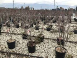 Kornoelje (Cornus Kousa 'Schmetterling') -Groene Boom Winkel 13