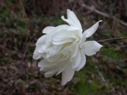 Beverboom (Magnolia Loebneri 'Wildcat') 5 Beverboom (Magnolia Loebneri 'Wildcat') -Groene Boom Winkel 139895 2 x loebneri wildcat 319