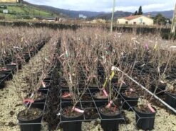 Kornoelje (Cornus Kousa 'Schmetterling') -Groene Boom Winkel 14