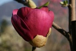 Beverboom (Magnolia 'Black Tulip') -Groene Boom Winkel 140666 1 m black tulip 385