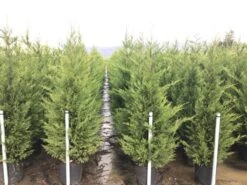 Haagconifeer (Cupressocyparis Leylandii 'Vito') -Groene Boom Winkel 15