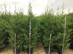 Haagconifeer (Cupressocyparis Leylandii 'Vito') -Groene Boom Winkel 16