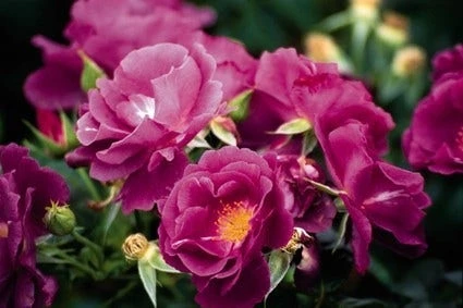 Roos (Rosa 'Rhapsody In Blue') 3 Roos (Rosa 'Rhapsody In Blue') - Afbeelding 3
