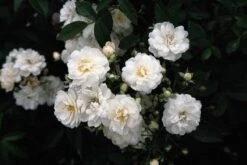 Miniklimroos (Rosa 'Guirlande D'Amour') -Groene Boom Winkel 20060518173342 1
