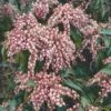 Rotsheide (Pieris Japonica 'Valley Valentine') -Groene Boom Winkel 20060523135803 4 2 2