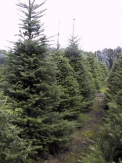 Koreaanse Zilverspar (Abies Koreana) -Groene Boom Winkel 20070701225427 6