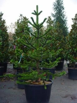 Apeboom (Araucaria Araucana) -Groene Boom Winkel 20070704140843 17