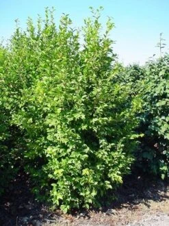 Camelia (Camellia Sasanqua) 14 Camelia (Camellia Sasanqua) -Groene Boom Winkel 20070711001711 18 9 9