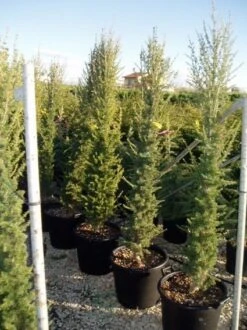 Zuilvormige Ceder (Cedrus Libani 'Fastigiata') -Groene Boom Winkel 20070814180447 11