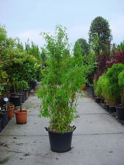 Niet Woekerende Bamboe (Fargesia Murieliae 'Jumbo') 1 Niet Woekerende Bamboe (Fargesia Murieliae 'Jumbo')