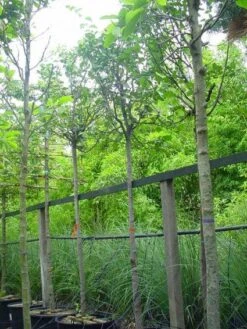 Kweepeer (Cydonia Oblonga) -Groene Boom Winkel 20070907160839 5