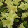 Dwergrhododendron (Rhododendron 'Princess- Anne') -Groene Boom Winkel 20071114100749 1