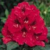 Rhododendron (Rhododendron 'Lord Roberts') 20 Rhododendron (Rhododendron 'Lord Roberts') -Groene Boom Winkel 20071114152649 2