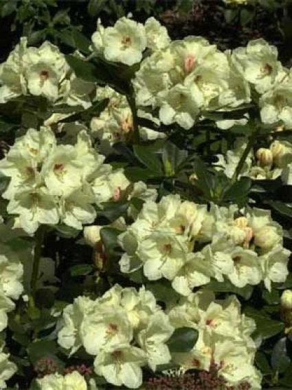 Rhododendron (Rhododendron 'Flava') 1 Rhododendron (Rhododendron 'Flava')