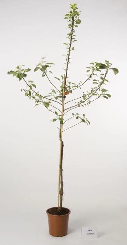 Appelboom (Malus Domestica 'Elstar') 2 Appelboom (Malus Domestica 'Elstar') - Afbeelding 2