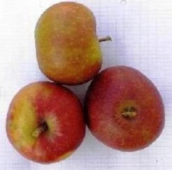 Appelboom (Malus Domestica 'Rode Boskoop') -Groene Boom Winkel 20080312132939 4