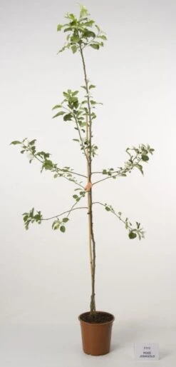 Appelboom (Malus Domestica 'Jonagold') 4 Appelboom (Malus Domestica 'Jonagold') -Groene Boom Winkel 20080312134148 5