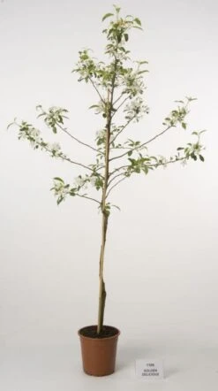 Appelboom (Malus Domestica 'Golden Delicious') -Groene Boom Winkel 20080312140007 5