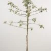 Appelboom (Malus Domestica 'James Grieve') -Groene Boom Winkel 20080312141252 5