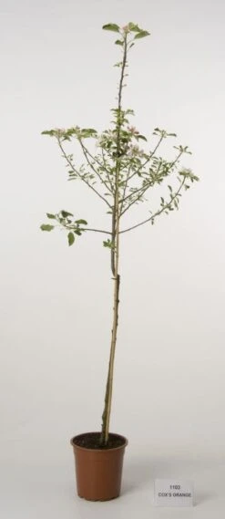 Appelboom (Malus Domestica 'Cox's Orange') -Groene Boom Winkel 20080312144237 2