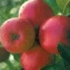 Appelboom (Malus Domestica 'Ecolette') -Groene Boom Winkel 20080317135727 2