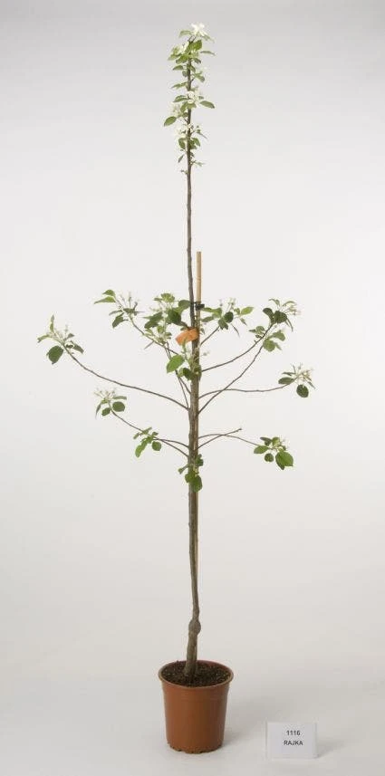 Appelboom (Malus Domestica ) 1 Appelboom (Malus Domestica )