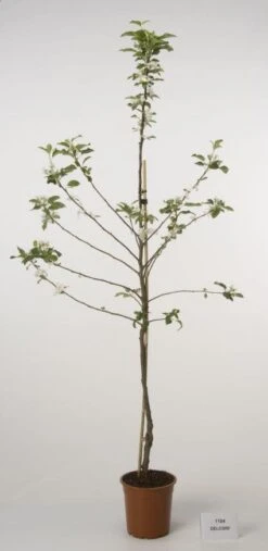 Lei-Appel (Malus Domestica 'Cox's Orange') 17 Lei-Appel (Malus Domestica 'Cox's Orange') -Groene Boom Winkel 20080318090058 1