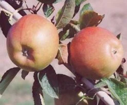 Lei-Appel (Malus Domestica 'Braeburn') -Groene Boom Winkel 20080318091048 1