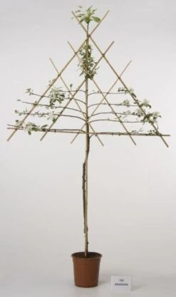 Lei-Appel (Malus Domestica 'Cox's Orange') 18 Lei-Appel (Malus Domestica 'Cox's Orange') -Groene Boom Winkel 20080318091143 1