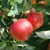 Appelboom (Malus Domestica 'Gala') -Groene Boom Winkel 20080318093428 1 1
