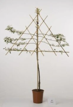 Lei-Appel (Malus Domestica 'Cox's Orange') 16 Lei-Appel (Malus Domestica 'Cox's Orange') -Groene Boom Winkel 20080318093506 1