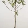 Appelboom (Malus Domestica 'Topaz') -Groene Boom Winkel 20080318094527 2