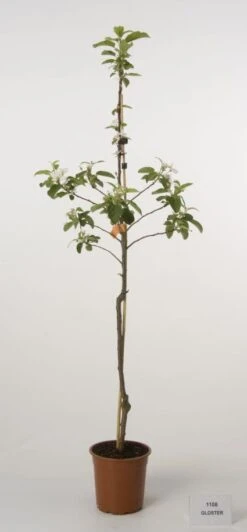 Appelboom (Malus Domestica 'Gloster') 3 Appelboom (Malus Domestica 'Gloster') -Groene Boom Winkel 20080318095805 3