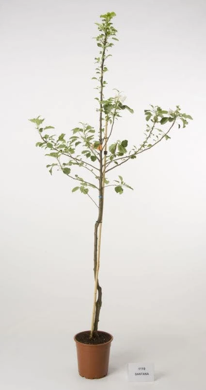 Appelboom (Malus Domestica 'Santana') 2 Appelboom (Malus Domestica 'Santana') - Afbeelding 2