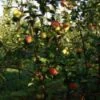 Appelboom (Malus Domestica 'Rubinola') -Groene Boom Winkel 20080318144511 2