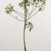 Appelboom (Malus Domestica 'Bramley Seedling') -Groene Boom Winkel 20080318145540 3