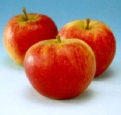 Appelboom (Malus Domestica 'Groninger Kroon') -Groene Boom Winkel 20080325220632 2