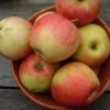 Appelboom (Malus Domestica 'Pinova') -Groene Boom Winkel 20080325225939 2