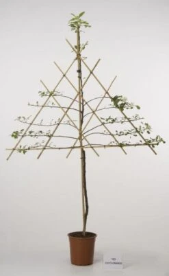 Lei-Appel (Malus Domestica 'Cox's Orange') 19 Lei-Appel (Malus Domestica 'Cox's Orange') -Groene Boom Winkel 20080326220814 1