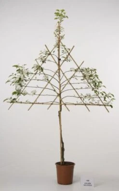 Lei-Appel (Malus Domestica 'Cox's Orange') 15 Lei-Appel (Malus Domestica 'Cox's Orange') -Groene Boom Winkel 20080326222237 1