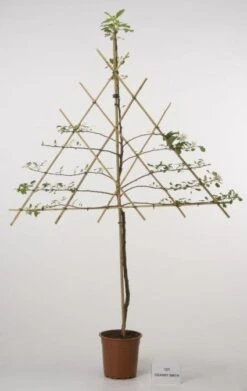 Lei-Appel (Malus Domestica 'Cox's Orange') 12 Lei-Appel (Malus Domestica 'Cox's Orange') -Groene Boom Winkel 20080326222553 1