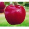 Appelboom (Malus Domestica 'Rode Jonagold') -Groene Boom Winkel 20080326223843 1 1