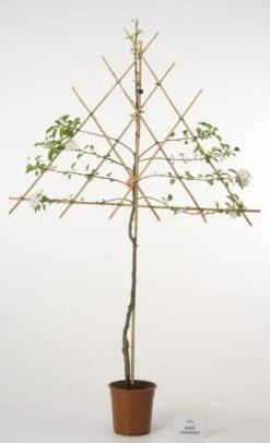 Lei-Appel (Malus Domestica 'Cox's Orange') 14 Lei-Appel (Malus Domestica 'Cox's Orange') -Groene Boom Winkel 20080326223921 1