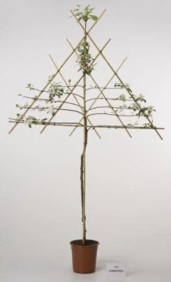 Lei-Appel (Malus Domestica 'Cox's Orange') 13 Lei-Appel (Malus Domestica 'Cox's Orange') -Groene Boom Winkel 20080326224211 1