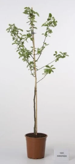 Kweepeer (Cydonia Oblonga) -Groene Boom Winkel 20080417145544 2