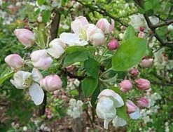 Sierappel (Malus 'Evereste') -Groene Boom Winkel 20080519145038 10