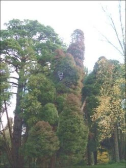 Sikkelden (Cryptomeria Japonica 'Elegans') 12 Sikkelden (Cryptomeria Japonica 'Elegans') -Groene Boom Winkel 20080611115709 6 1