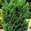 Jeneverbes (Juniperus Chinensis 'Blaauw') -Groene Boom Winkel 20080611115840 2